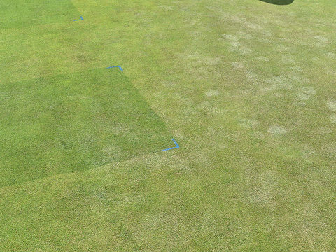 Stressed greens turf show effects of footmarks compared to Ryder treated trial