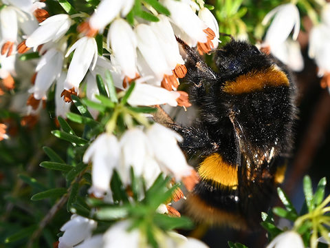 Bumblebee on heather in spring