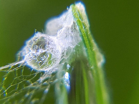 Microscopic microdochium developing on leaf