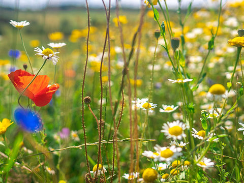 Wildflowers enrich environments at Farleigh Golf Club
