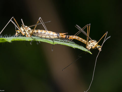 Understanding the crane fly life cycle will enhance timing of controls and agronomic practices