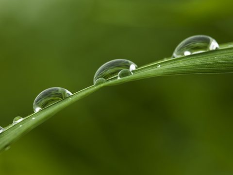 water_drops_on_leaf