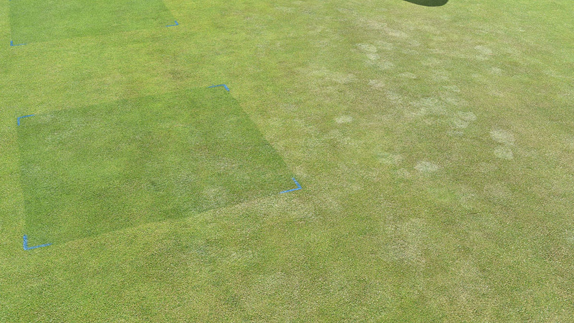 Stressed greens turf show effects of footmarks compared to Ryder treated trial