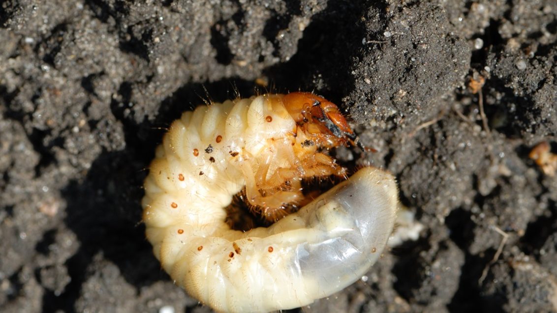 Chafer Larvae