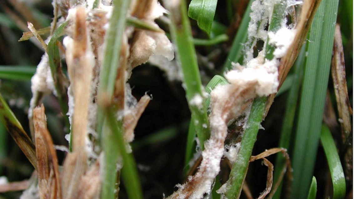 brown patch mycelium on ryegrass
