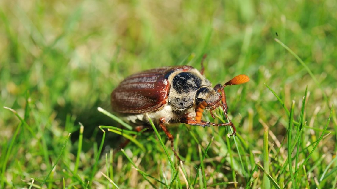 Cock Chafer