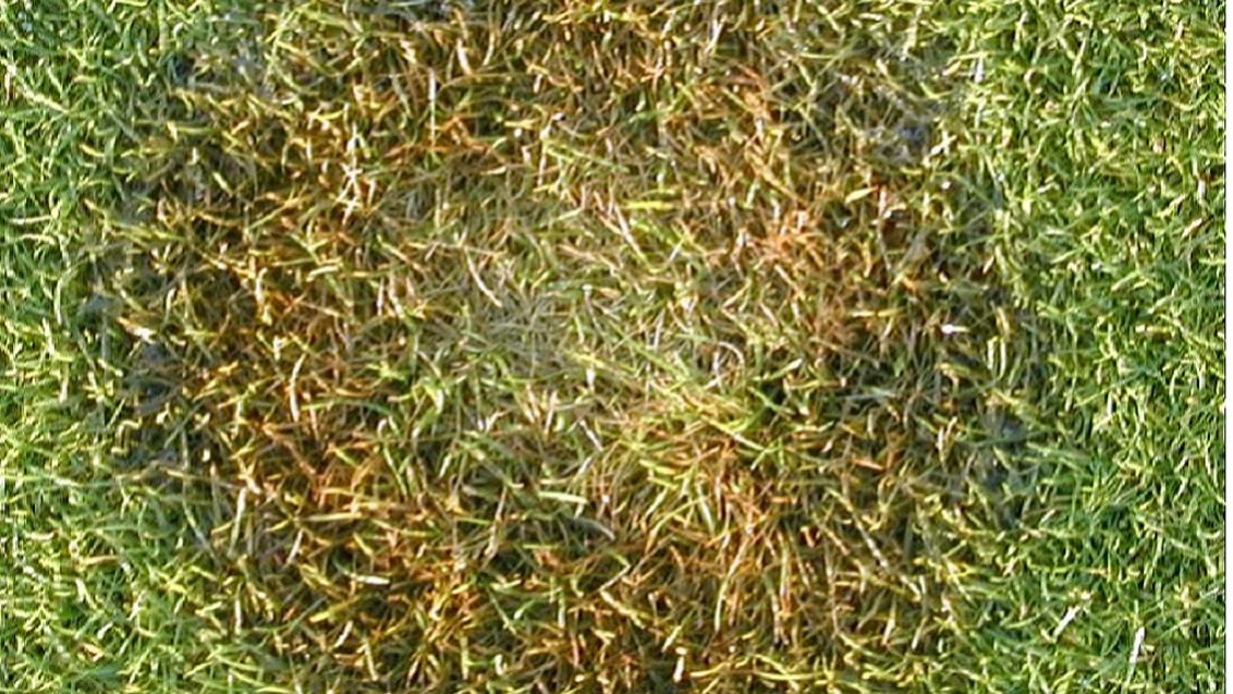 Microdochium Patch on bent grass