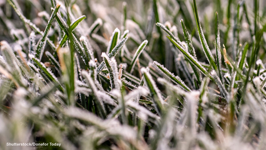 Frost on turf leaf