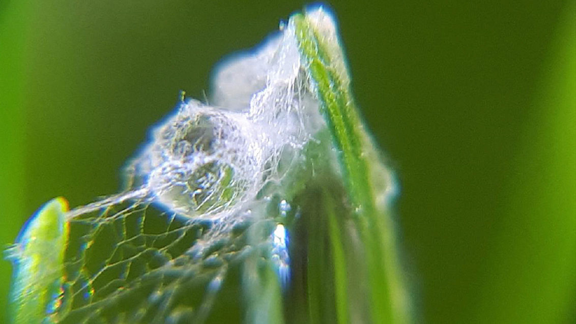 Microscopic microdochium developing on leaf