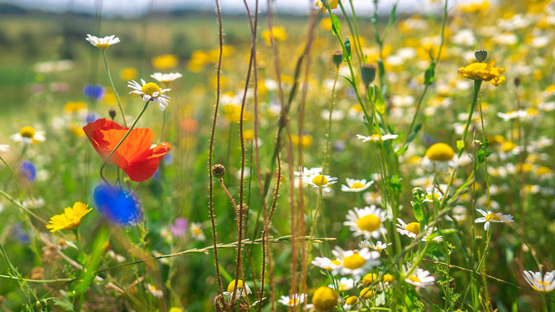 Wildflowers enrich environments at Farleigh Golf Club