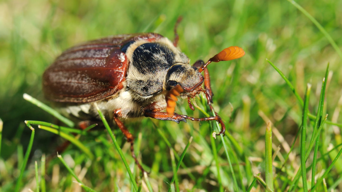 May bug cockchafer