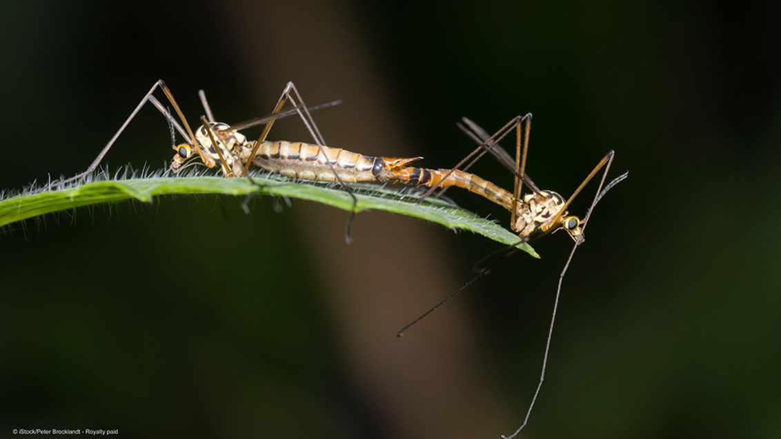 Understanding the crane fly life cycle will enhance timing of controls and agronomic practices