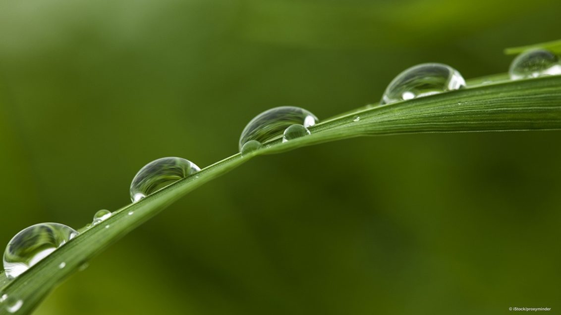 water_drops_on_leaf