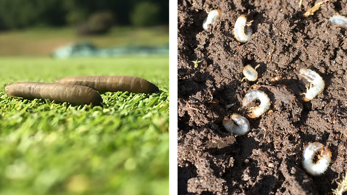 Leatherjackets and chafer grubs