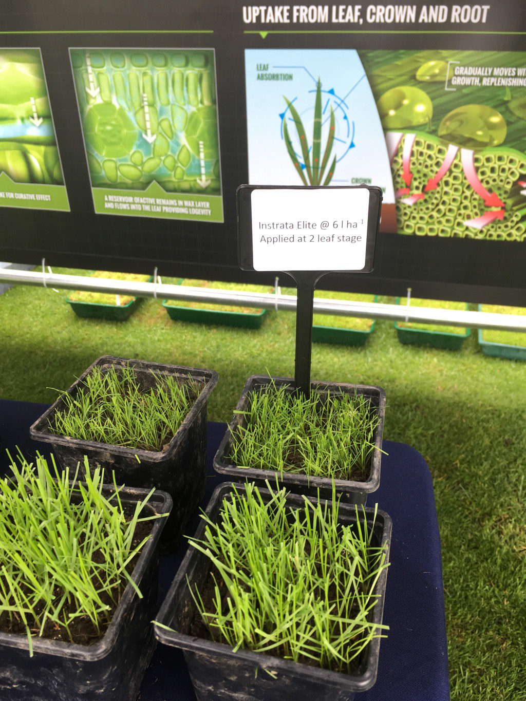 Instrata Elite results of STRI seedling fungicide application trials