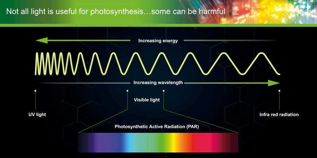 The PAR light spectrum includes some rays that are positively harmful to plant tissues