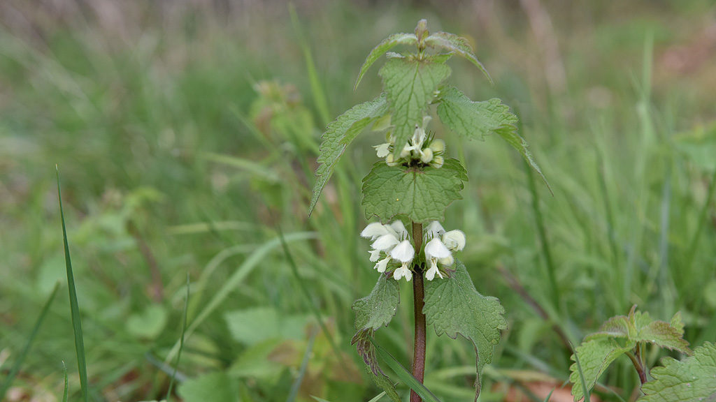 woodland edges managed to stay open and light for flowers white dead nettle