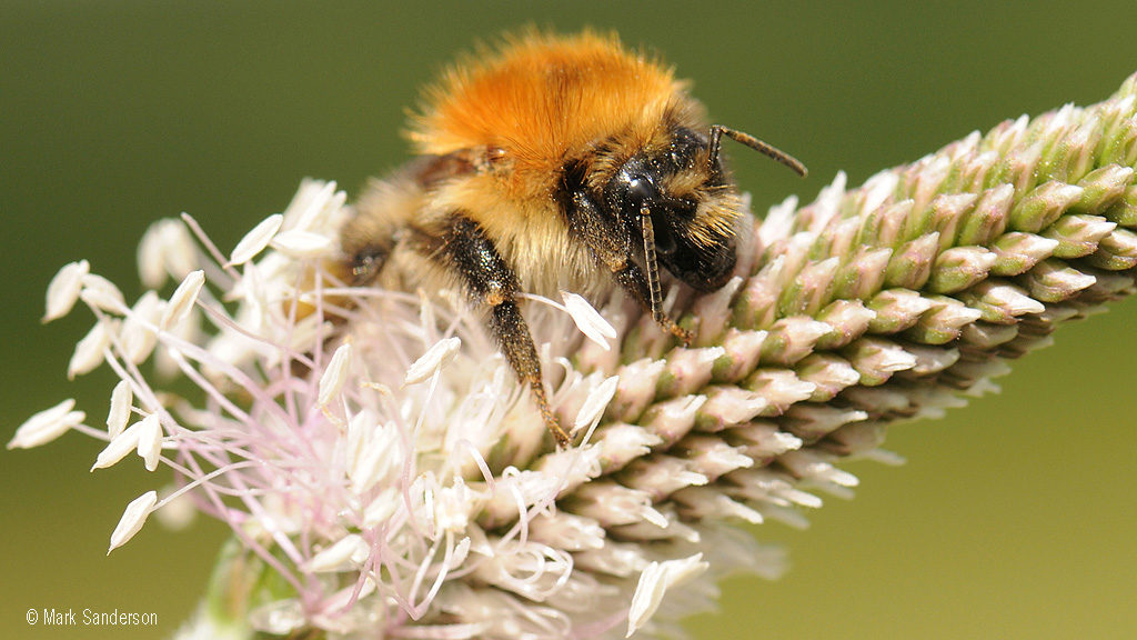 Op Poll Common carder bumblebee