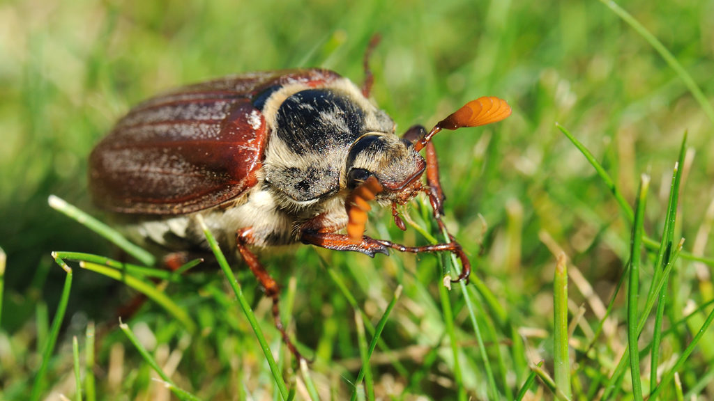 Maybug chafer adult