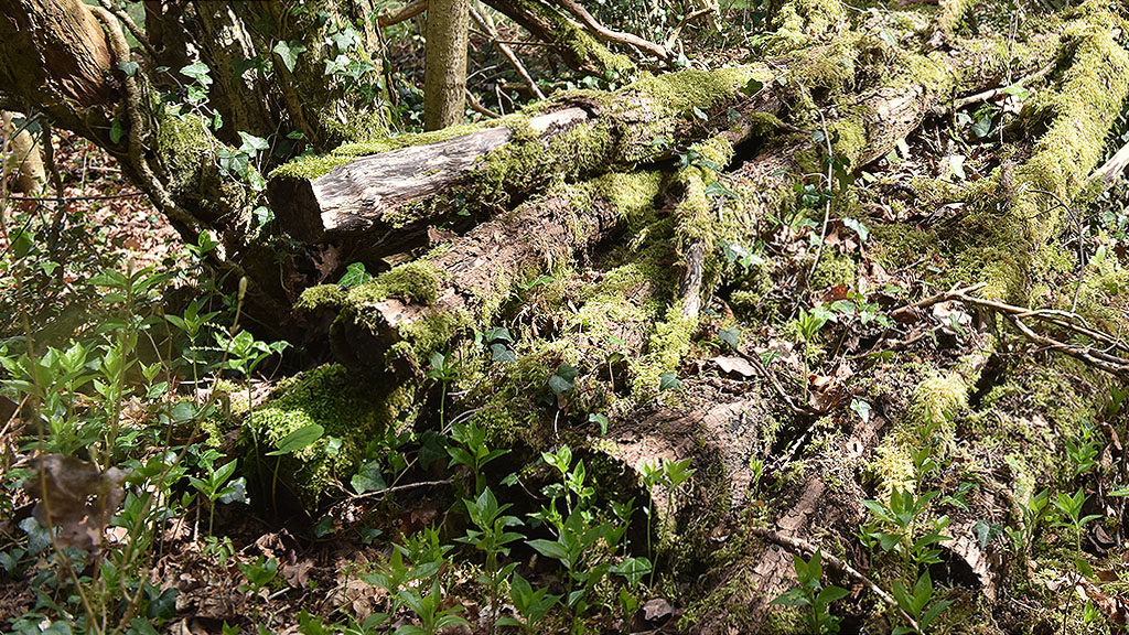 Wildlife log pile