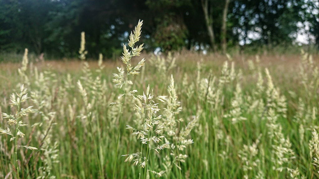 Mortonhall conservation rough grasses