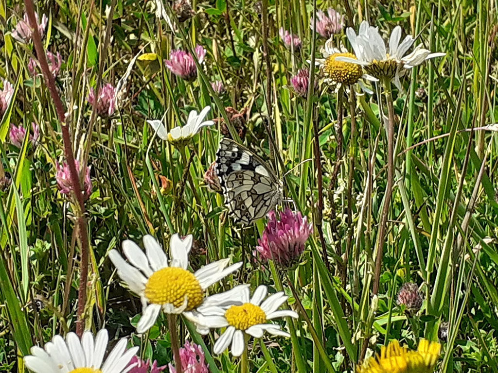 Cumberwell Park marbled white butterfly