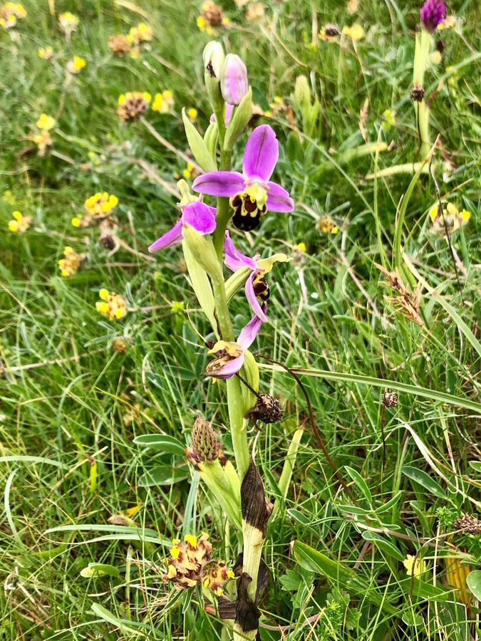 Lahinch bee orchid