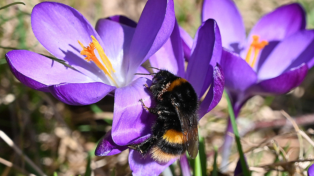 Bumblebee on crocus in spring