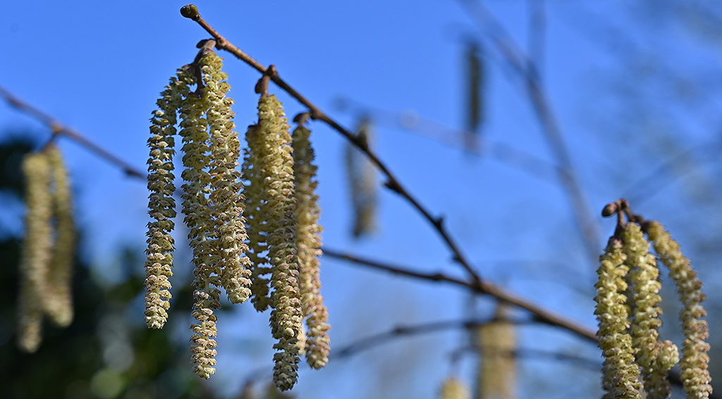 Catkins pollen source for bees
