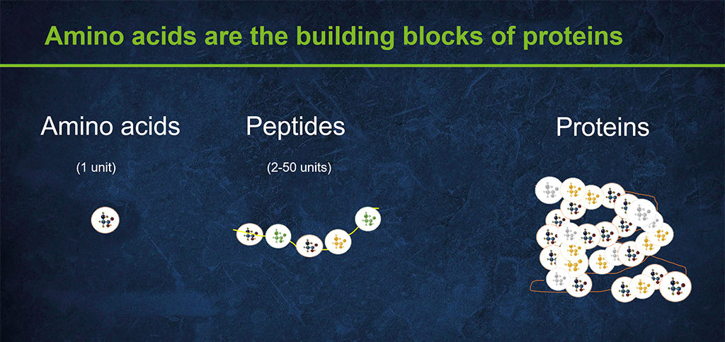 Amino acid building blocks