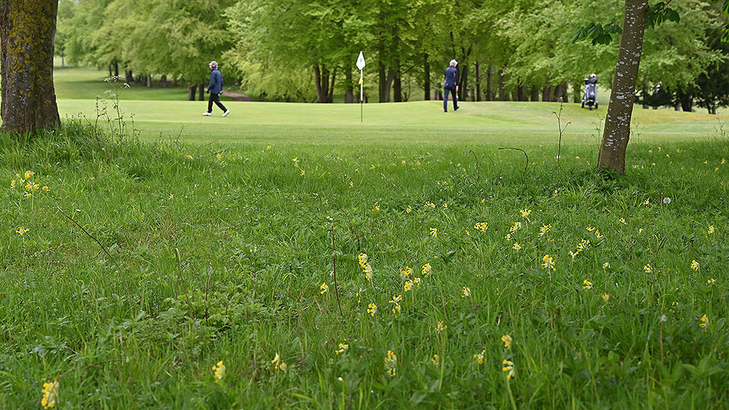 Effingham Golf Club - wildflower restoration
