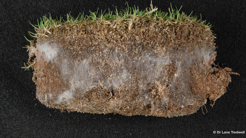 Soil cores can be used to identify the zone of fairy ring fungi activity