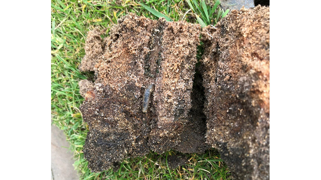 Leatherjackets will use aeration holes to travel up and down through the soil profile