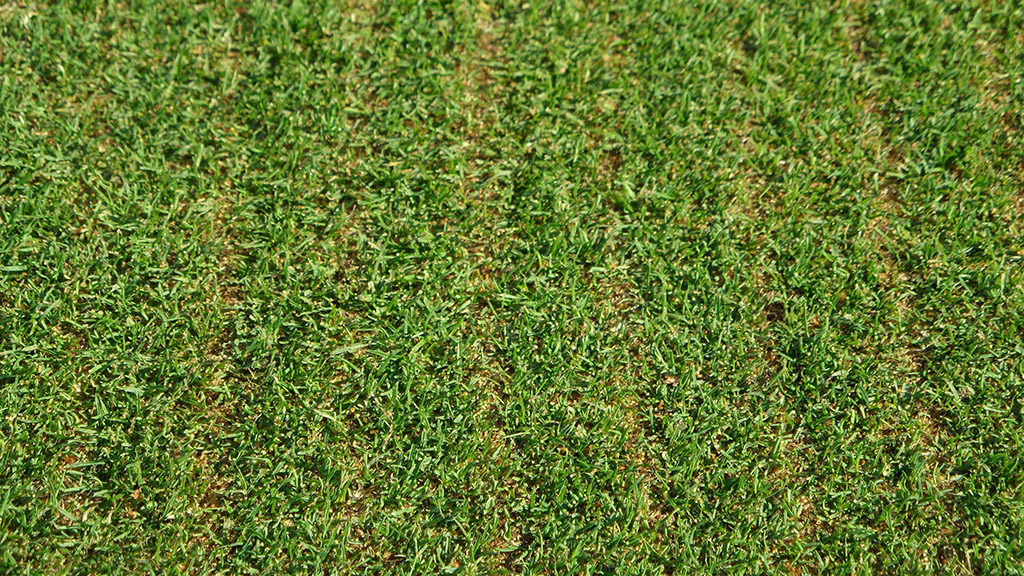 Surface renovation can impose severe stress on turf plants