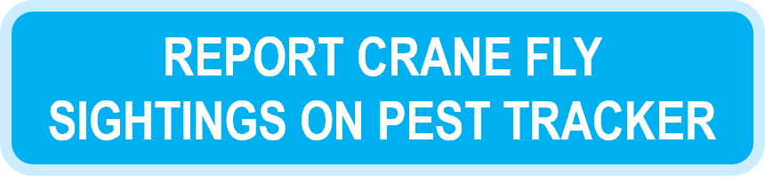 Report crane fly sightings on Pest Tracker