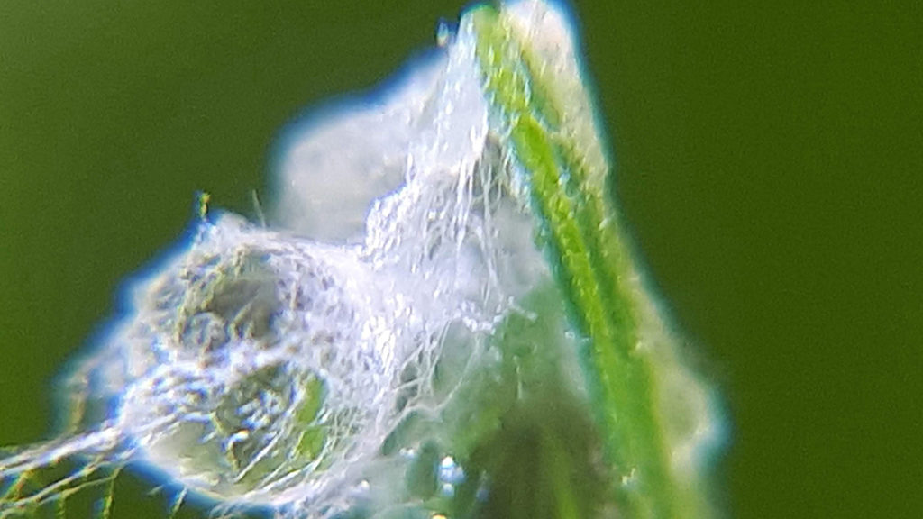 Microdochium developing on turf leaf
