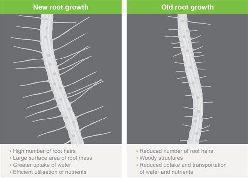 Root Hair Graphic
