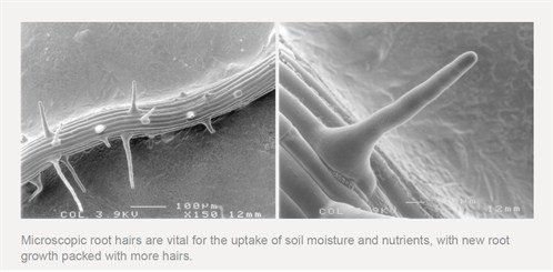 Root Hair Microscopy