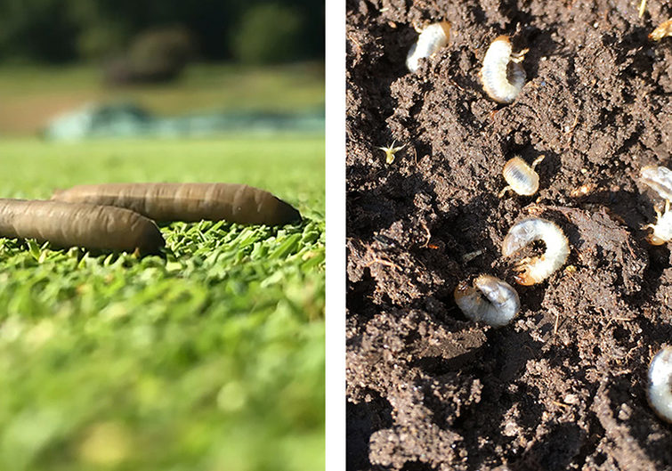Leatherjackets and chafer grubs